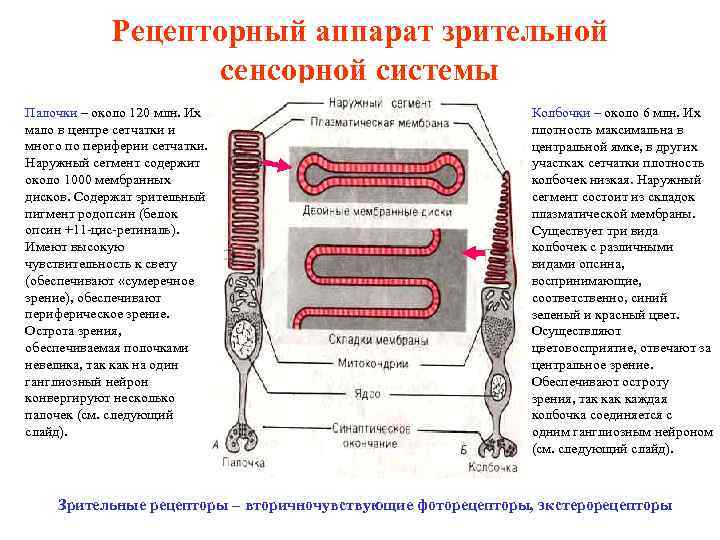 Рецепторный аппарат зрительной сенсорной системы Палочки – около 120 млн. Их мало в центре