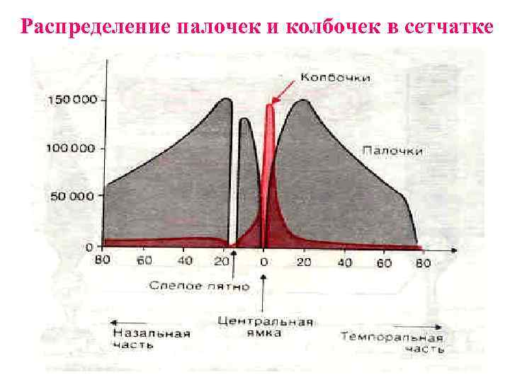 Распределение палочек и колбочек в сетчатке 