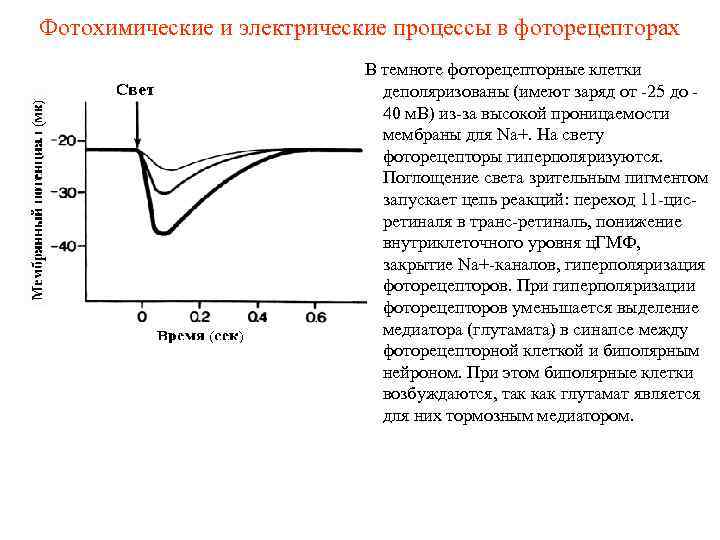 Фотохимические и электрические процессы в фоторецепторах В темноте фоторецепторные клетки деполяризованы (имеют заряд от