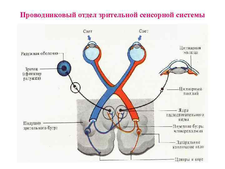 Проводниковый отдел зрительной сенсорной системы 