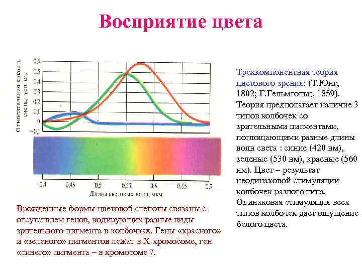 Восприятие цвета Врожденные формы цветовой слепоты связаны с отсутствием генов, кодирующих разные виды зрительного