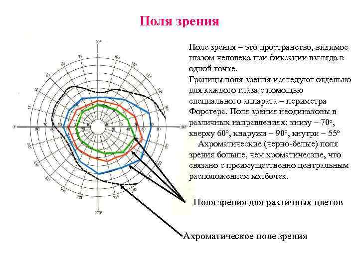 Поля зрения Поле зрения – это пространство, видимое глазом человека при фиксации взгляда в