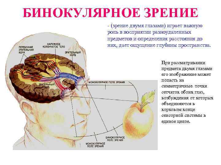 БИНОКУЛЯРНОЕ ЗРЕНИЕ - (зрение двумя глазами) играет важную роль в восприятии разноудаленных предметов и