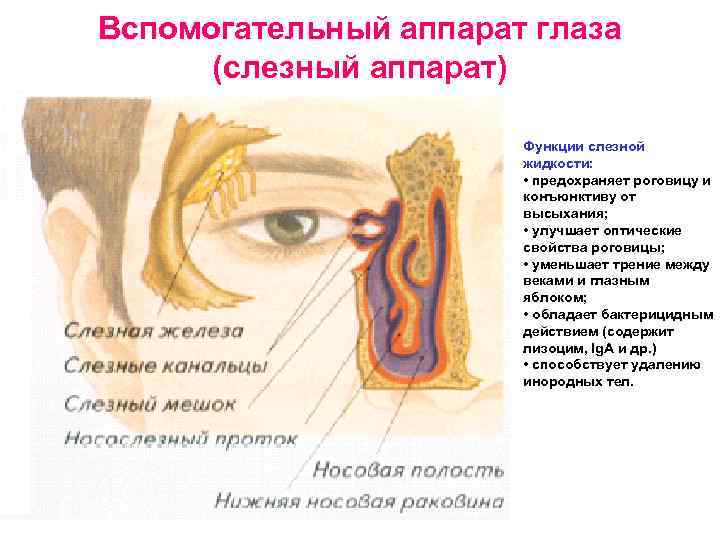 Вспомогательный аппарат глаза (слезный аппарат) Функции слезной жидкости: • предохраняет роговицу и конъюнктиву от