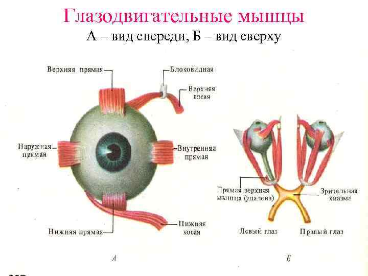 Глазодвигательные мышцы А – вид спереди, Б – вид сверху 