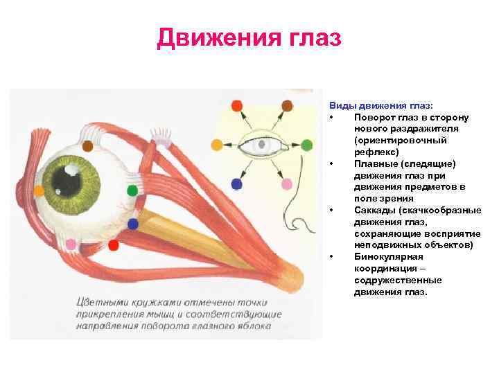 Движения глаз Виды движения глаз: • Поворот глаз в сторону нового раздражителя (ориентировочный рефлекс)