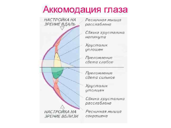 Аккомодация глаза 