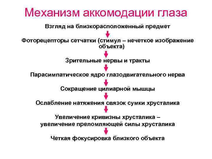 Механизм аккомодации глаза Взгляд на близкорасположенный предмет Фоторецепторы сетчатки (стимул – нечеткое изображение объекта)