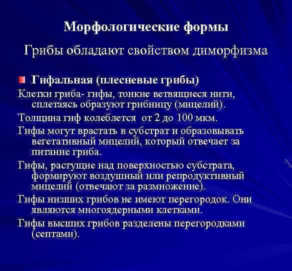 Морфологические формы Грибы обладают свойством диморфизма Гифальная (плесневые грибы) Клетки гриба- гифы, тонкие ветвящиеся