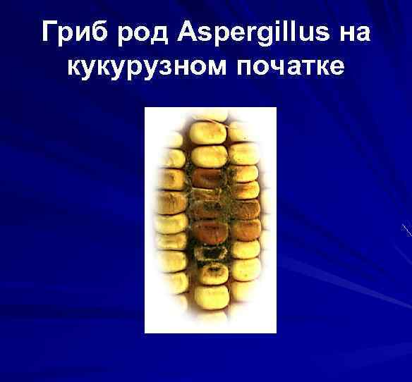 Гриб род Aspergillus на кукурузном початке 