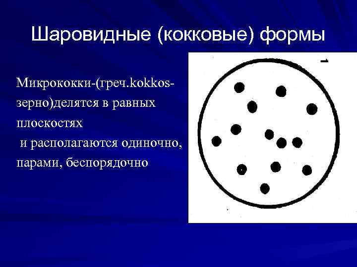 Шаровидные (кокковые) формы Микрококки-(греч. kokkosзерно)делятся в равных плоскостях и располагаются одиночно, парами, беспорядочно 