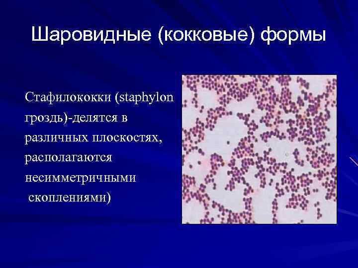 Шаровидные (кокковые) формы Стафилококки (staphylon гроздь)-делятся в различных плоскостях, располагаются несимметричными скоплениями) 
