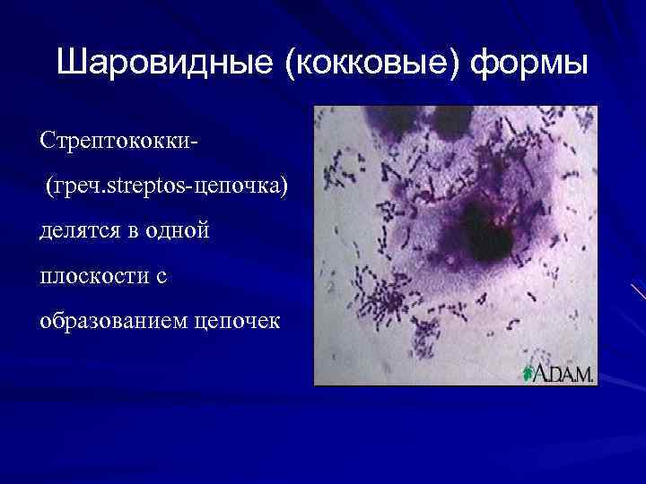 Шаровидные (кокковые) формы Стрептококки(греч. streptos-цепочка) делятся в одной плоскости с образованием цепочек 