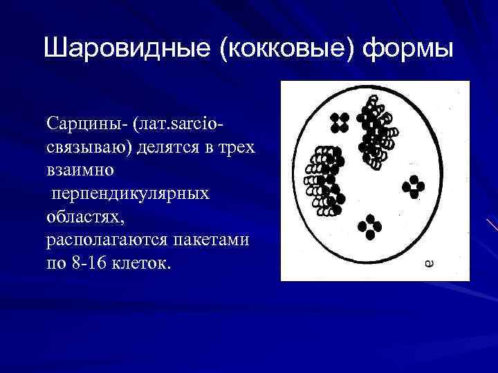 Основным руководством по систематике микроорганизмов является