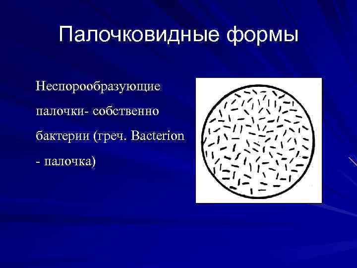 Палочковидные. Палочковидные неспорообразующие формы. Палочковидные формы бактерий палочки бациллы. Строение палочковидной бактерии. Палочковые формы бактерий.