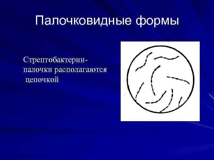 Основным руководством по систематике микроорганизмов является