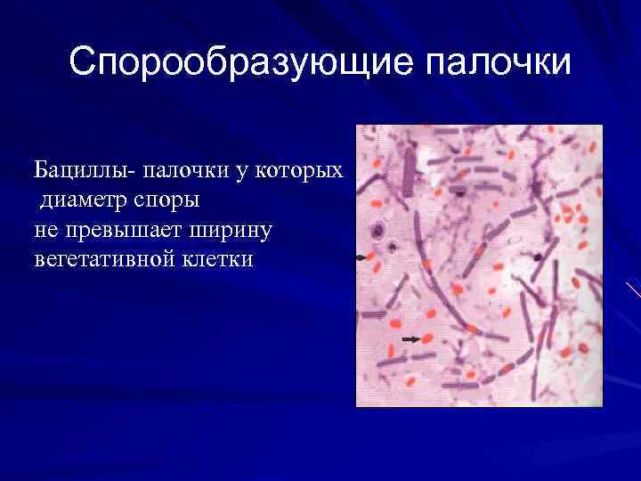 Основным руководством по систематике микроорганизмов является