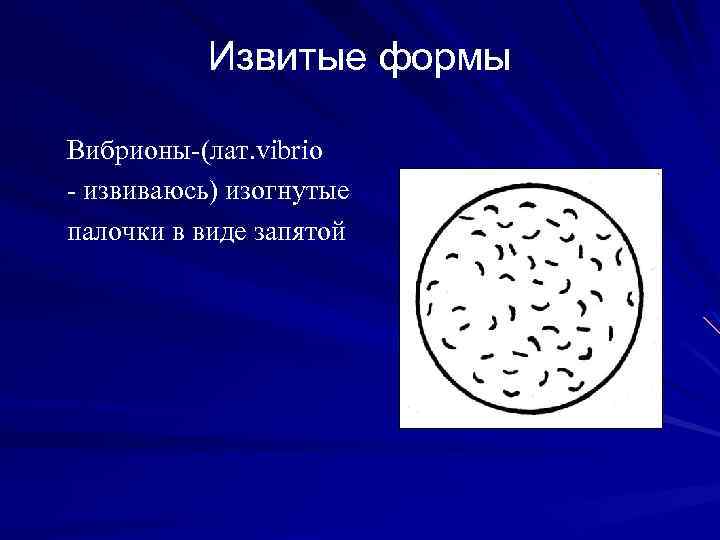 Извитые формы Вибрионы-(лат. vibrio - извиваюсь) изогнутые палочки в виде запятой 