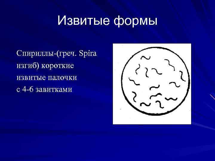 Извитые формы Спириллы-(греч. Spira изгиб) короткие извитые палочки с 4 -6 завитками 