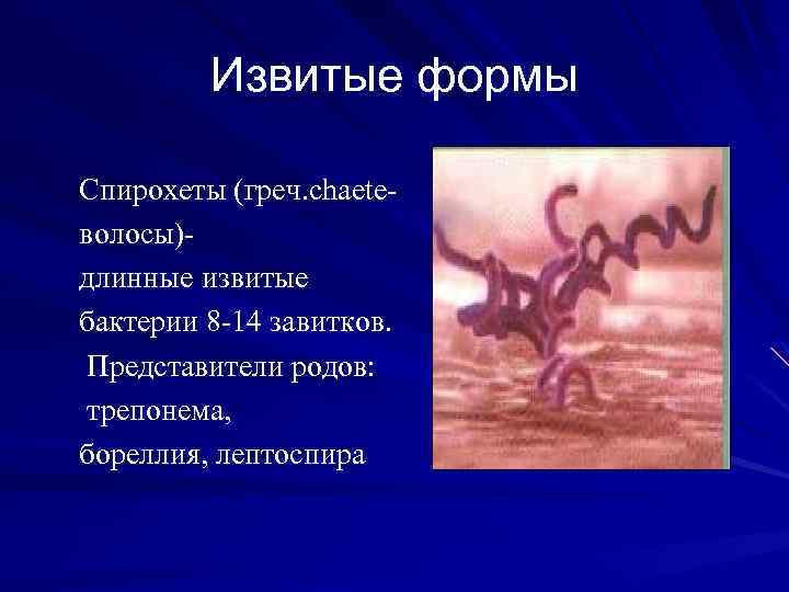 Извитые формы Спирохеты (греч. chaeteволосы)длинные извитые бактерии 8 -14 завитков. Представители родов: трепонема, бореллия,