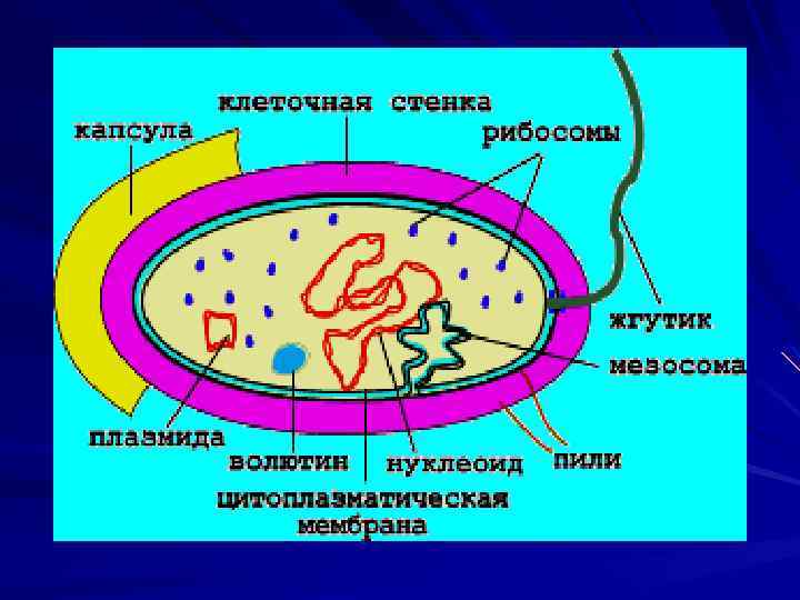 Бактериальная клетка окружена плотной. Модель бактериальной клетки 6 класс биология. Строение бактериальной клетки микробиология. Строение клетки бактерий микробиология. Части бактериальной клетки 5 класс.