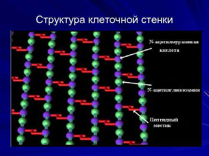 Структура клеточной стенки 
