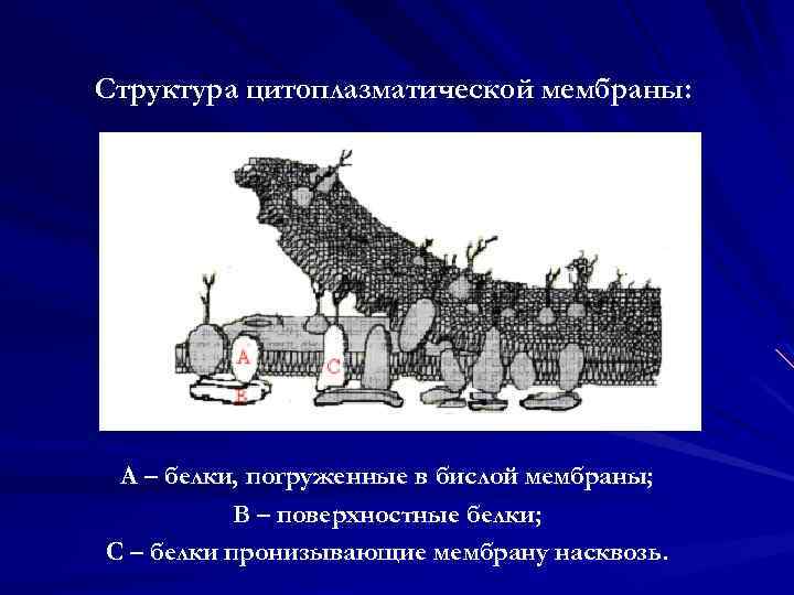 Структура цитоплазматической мембраны: A – белки, погруженные в бислой мембраны; B – поверхностные белки;
