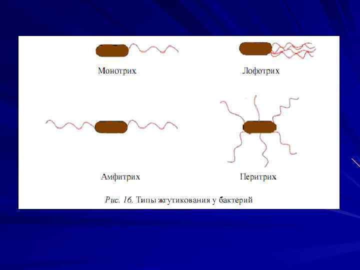 Морфология и систематика микроорганизмов презентация