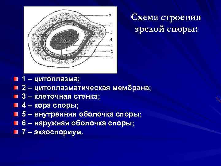 Состав споров