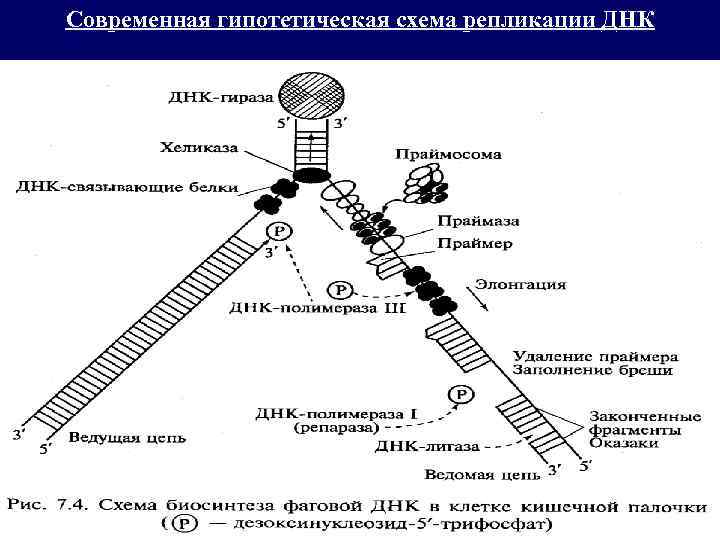 Современная гипотетическая схема репликации ДНК 