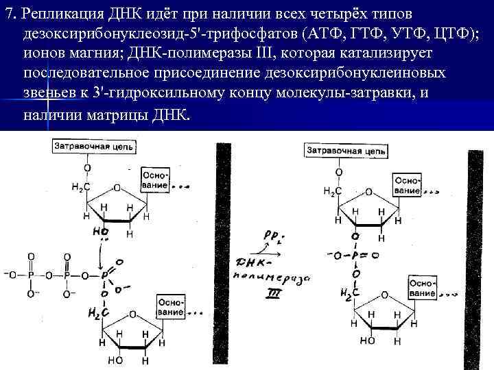 Репликация нуклеотидов. АТФ ГТФ УТФ ЦТФ. АТФ ГТФ УТФ ЦТФ функции. Дезоксирибонуклеозиды. Репликация АТФ.