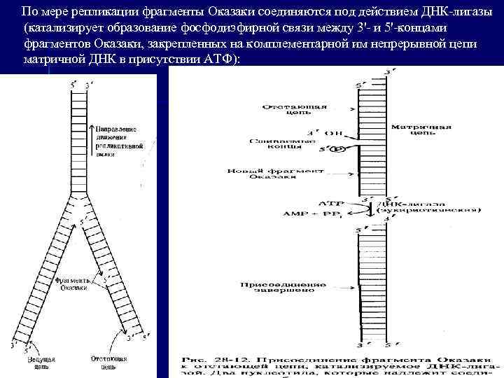 Фрагмент образования. Репликация ДНК на отстающей цепи происходит фрагментами Оказаки. Репликация ДНК ФРАГМЕНТЫ Оказаки. Синтез ДНК фрагментами Оказаки. ДНК лигаза сшивает ФРАГМЕНТЫ Оказаки.