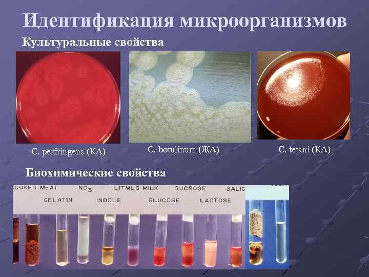 Идентификация микроорганизмов Культуральные свойства C. perfringens (КА) С. botulinum (ЖА) Биохимические свойства С. tetani