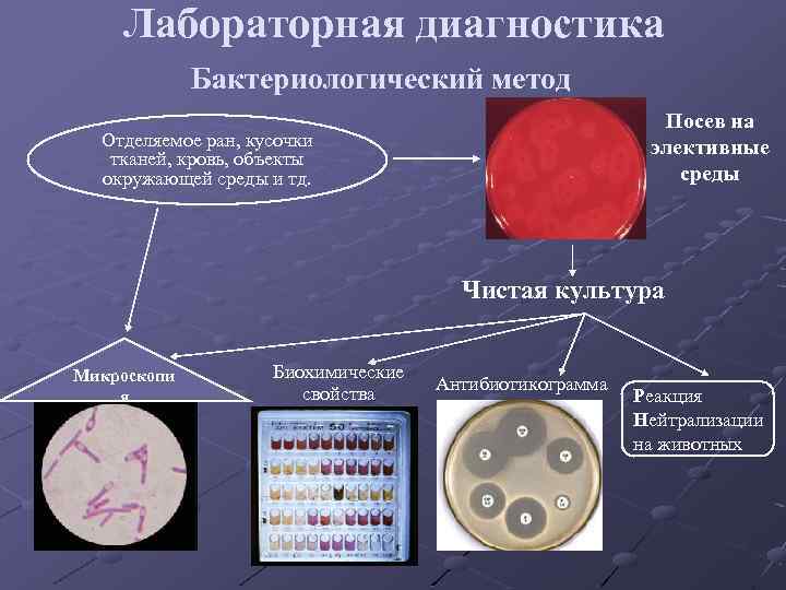 Лабораторная диагностика Бактериологический метод Посев на элективные среды Отделяемое ран, кусочки тканей, кровь, объекты