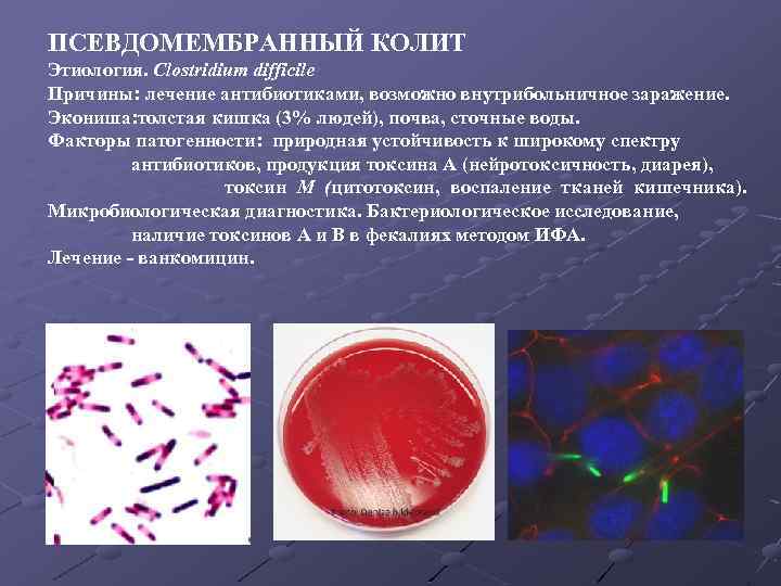 ПСЕВДОМЕМБРАННЫЙ КОЛИТ Этиология. Clostridium difficile Причины: лечение антибиотиками, возможно внутрибольничное заражение. Экониша: толстая кишка