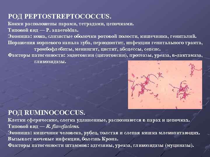 РОД PEPTOSTREPTOCOCCUS. Кокки расположены парами, тетрадами, цепочками. Типовой вид — P. anaerobius. Экониша: кожа,