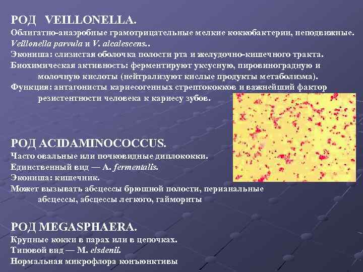 РОД VEILLONELLA. Облигатно-анаэробные грамотрицательные мелкие коккобактерии, неподвижные. Veillonella parvula и V. alcalescens. . Экониша: