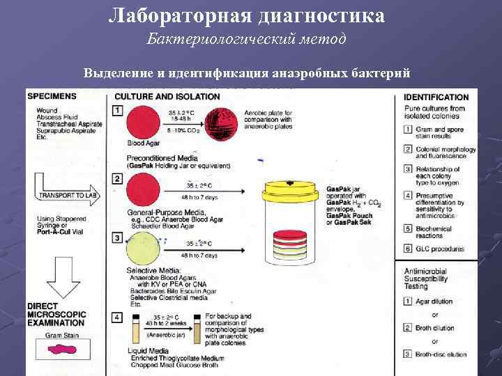 Лабораторная диагностика Бактериологический метод Выделение и идентификация анаэробных бактерий 