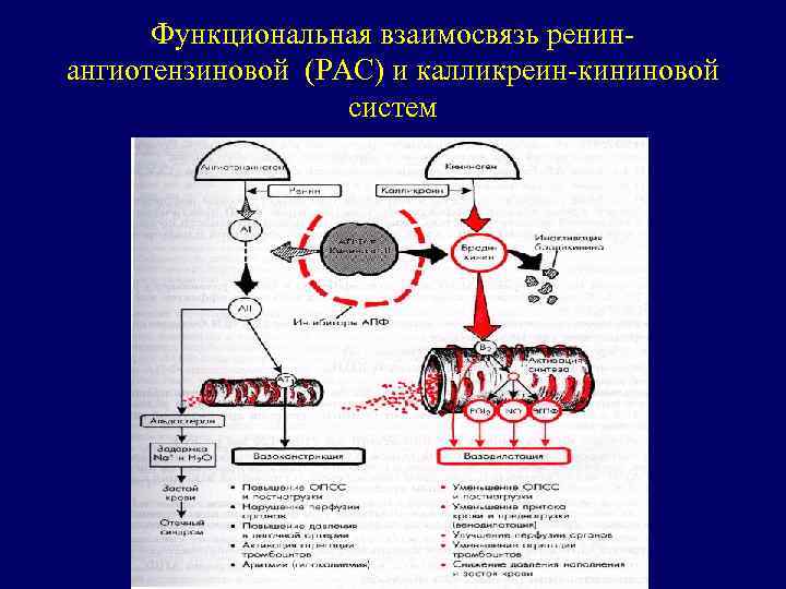 Функциональная взаимосвязь ренинангиотензиновой (РАС) и калликреин-кининовой систем 