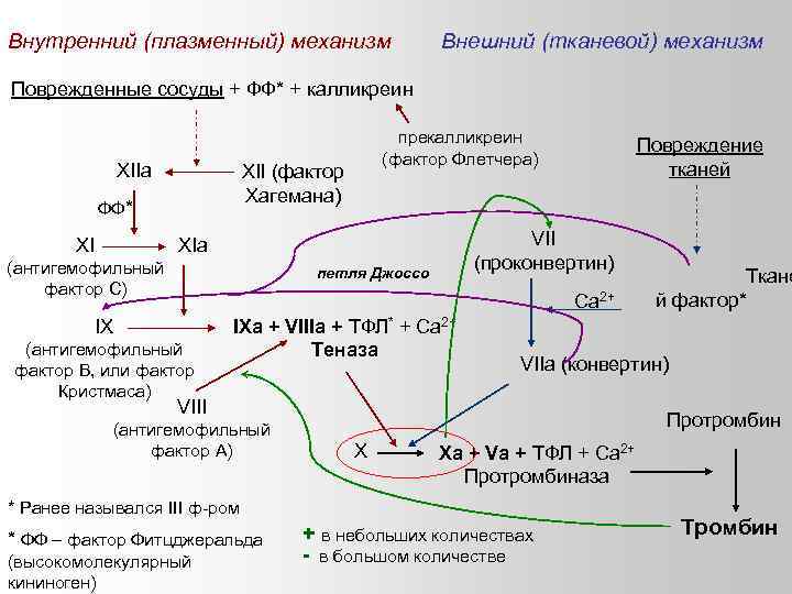 Внутренний (плазменный) механизм Внешний (тканевой) механизм Поврежденные сосуды + ФФ* + калликреин XIIa прекалликреин