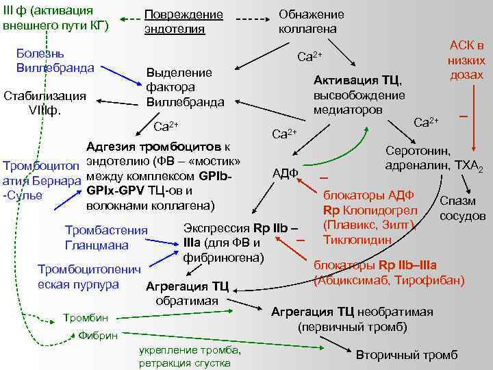 III ф (активация внешнего пути КГ) Болезнь Виллебранда Стабилизация VIIIф. Повреждение эндотелия Обнажение коллагена