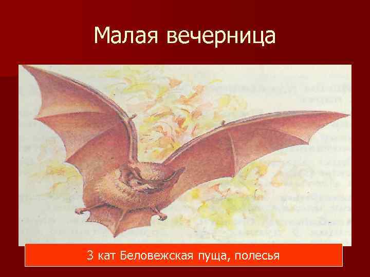 Малая вечерница 3 кат Беловежская пуща, полесья 