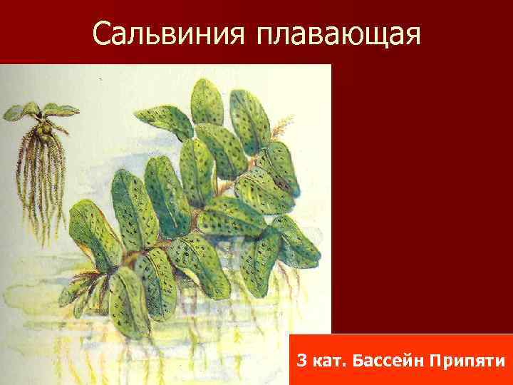 Сальвиния плавающая 3 кат. Бассейн Припяти 