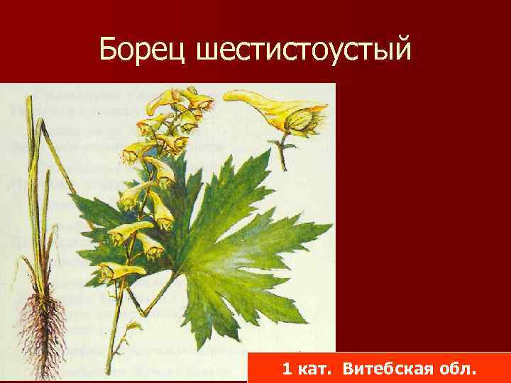 Борец шестистоустый 1 кат. Витебская обл. 