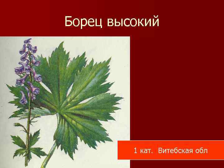 Борец высокий 1 кат. Витебская обл 