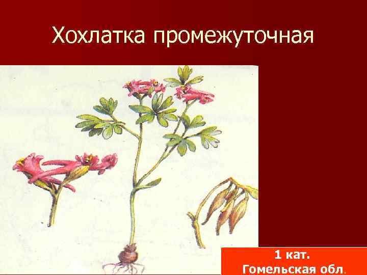 Хохлатка промежуточная 1 кат. Гомельская обл. 