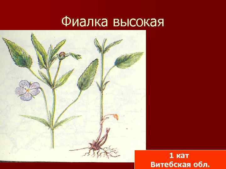 Фиалка высокая 1 кат Витебская обл. 