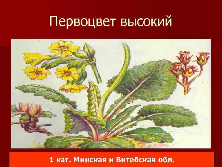 Первоцвет высокий 1 кат. Минская и Витебская обл. 