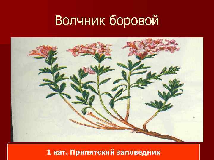 Волчник боровой 1 кат. Припятский заповедник 