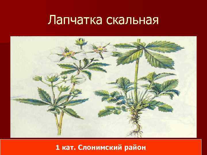 Лапчатка скальная 1 кат. Слонимский район 